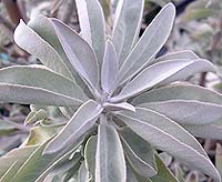 Sage, White Salvia apiana