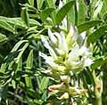 Licorice - American Glycyrrhiza lepidota