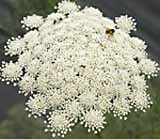 Visnaga / Khella Ammi visnaga