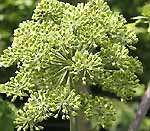 Angelica Angelica archangelica