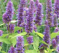 Anise Hyssop Agastache foeniculum