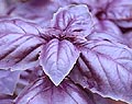Basil- Crimson King Ocimum basilicum