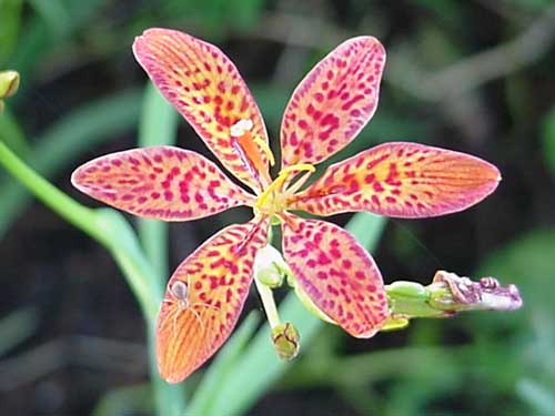 Blackberry Lily Iris domestica