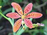 Blackberry Lily Iris domestica