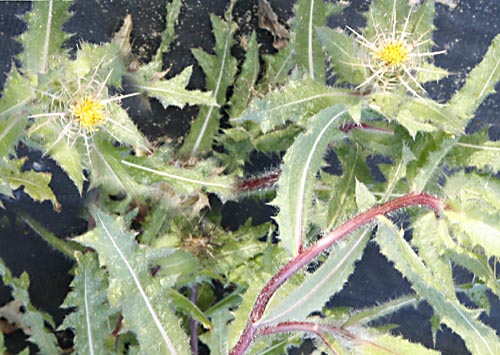 Blessed Thistle Cnicus benedictus