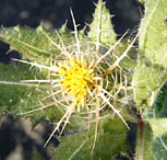 Blessed Thistle Cnicus benedictus