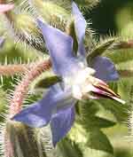 Borage Borago officinalis