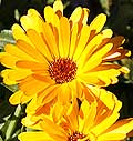 Pot Marigold Calendula officinalis