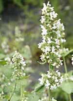Catnip / Catmint Nepeta cataria