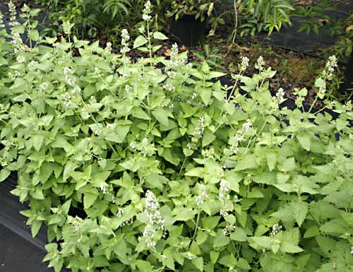 Catnip / Catmint Nepeta cataria