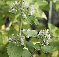 Catnip - Lemon Nepeta cataria ssp. citriodora