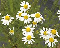 Chamomile German Matricaria chamomilla