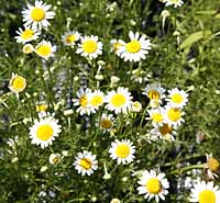 Chamomile Roman Anthemis nobilis