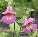 Foxglove -Chinese Rehmannia elata