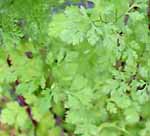 Cilantro or Coriander Coriandrum sativum