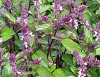 Basil, Cinnamon Ocimum basilicum 'Cinnamon'