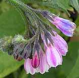 Comfrey Symphytum officinale