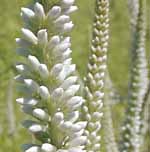 CulversRoot Veronicastrum virginicum