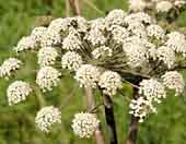Cumin Cuminum cyminum