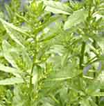 Epazote Chenopodium ambrosioides