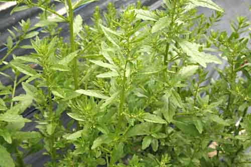 Epazote Chenopodium ambrosioides