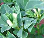 Fenugreek Trigonella foenum-graecum