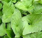 Good King Henry Chenopodium bonus henrius