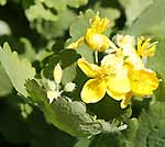 Celandine - Greater Chelidonium majus