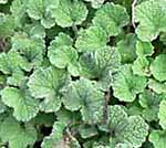 Horehound, White Marrubium Vulgare