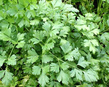 Parsley, Dk Green Italian Petroselinium neapolitanum