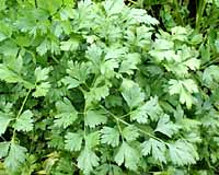 Parsley, Dk Green Italian Petroselinium neapolitanum