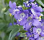 Jacobs Ladder Polemonium caeruleum