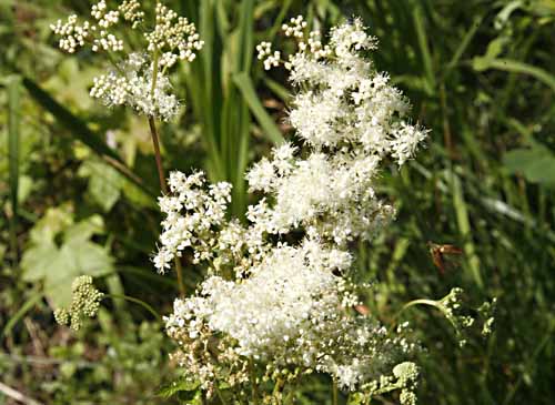 MeadowSweet Filipendula ulmaria