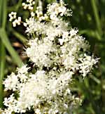 MeadowSweet Filipendula ulmaria