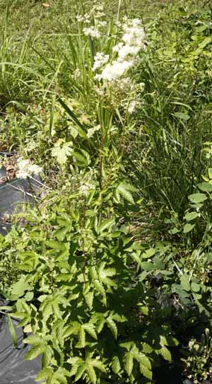 meadowsweet-filipendula-ulmaria-organically-grown-flower-seeds