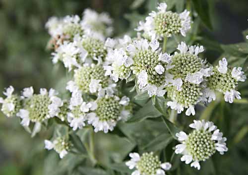 Mountain Mint Pycnanthemum pilosum