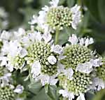 Mountain Mint Pycnanthemum pilosum
