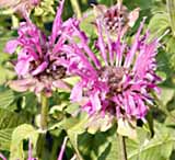 Bee Balm / Oswego Tea Monarda didyma