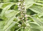 Motherwort Leonurus cardiaca