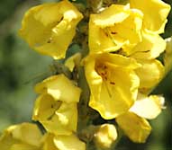 Mullein Verbascum thapsus