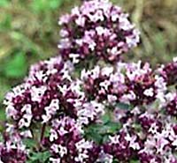 Oregano, Italian Origanum vulgare