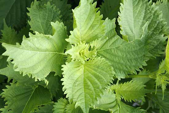 Perilla, Green Perilla frutescens