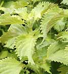 Perilla, Green Perilla frutescens