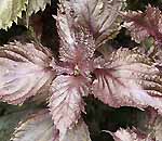 Perilla, Red Perilla frutescens nankinensis