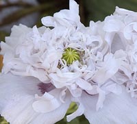 Poppy - Opium Papaver somniferum