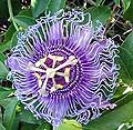 Passion Flower Passiflora Incarnata