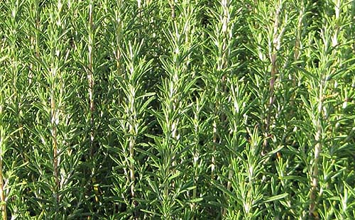 Rosemary Rosmarinus officinalis