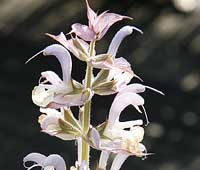 Clary Sage Salvia sclararea