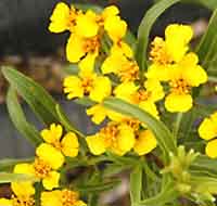 Tarragon - Mexican Tagetes lucida