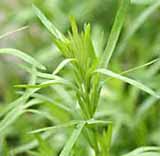 Tarragon - Russian Artemiesia dracunculus